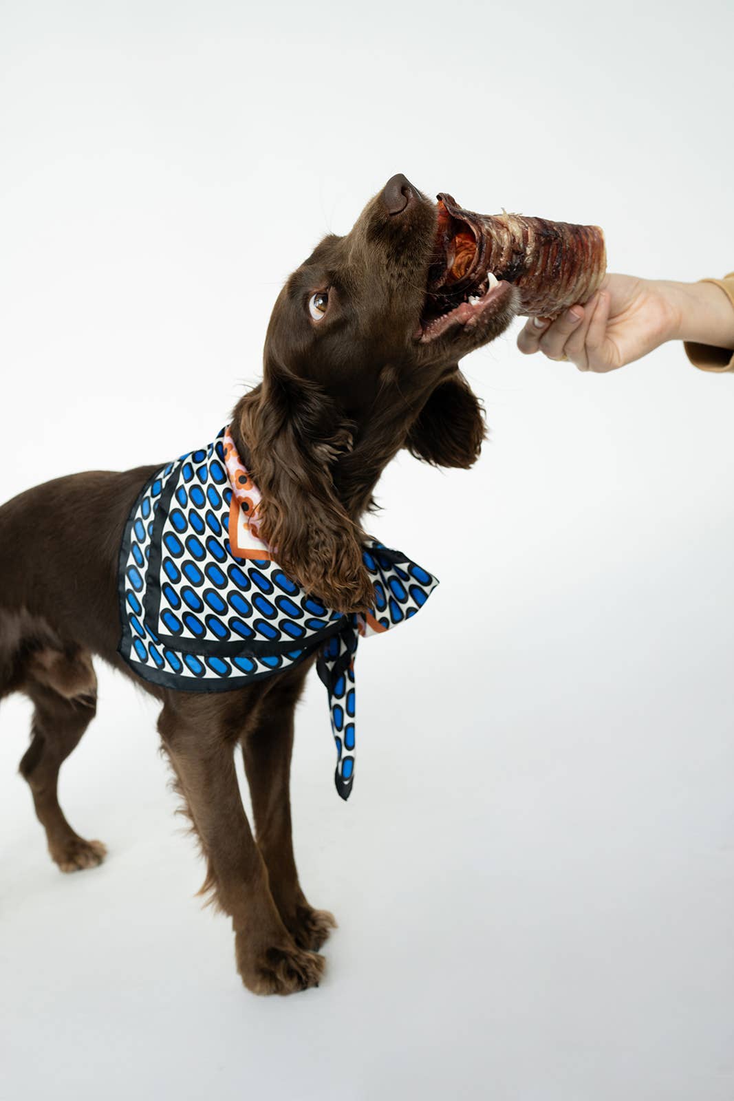 Winnie Lou - Bison Trachea Chews